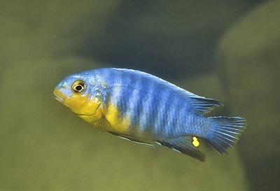 Tropheops sp. 'lilac' Nakantenga Island